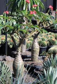 Image result for Pachypodium saundersii