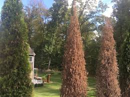 Click on this article to learn how to fertilize an arborvitae and the type of fertilizer for arborvitae. Hedging Your Bet To Not Lose Your Arborvitae Pro Plant Health Care Tips