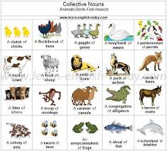 Collective Nouns Words Used To Designate Groups Of Animals Birds Fish Insects Collective Nouns Vocabulary Pictures Learn English