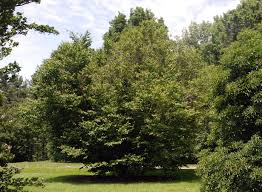 Image result for Vepris grandifolia