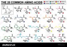 29 best amino acids images amino acids biochemistry