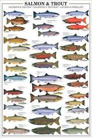 salmon and trout fishing wall chart 17 species poster