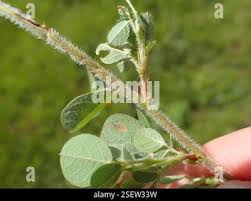 Image result for Grona setigera