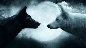 Two Black And White Wolves Wallpaper Wolf Couple 1080p Wallpaper Hdwallpaper Desktop Wolf Black And White Wolf Wallpaper White Wolf