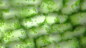 Then, eukaryotic cells containing mitochondria went through a second endosymbiotic event with chloroplasts are only found in plants, they contain different structures (like thylakoids and stroma) microscope clarity is a participant in the amazon services llc associates program, an affiliate. Chloroplast Slides Living Taxonomy Trinity Valley School