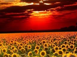 Download hd sunflower wallpapers best collection. Sunflower Iphone Wallpaper Sunflower Field Sky Natural Landscape Flower Horizon Plant Sunflower Yellow Orange 1490673 Wallpaperkiss
