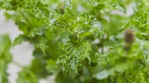 Krause Minze Besonders Bekommlicher Allrounder In 2020 Minze Heilpflanzen Pfefferminze