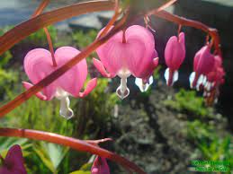 A Collage Bleeding Hearts The Outsiders Bleeding