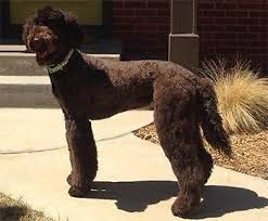 Maybe you would like to learn more about one of these? Labradoodle Puppies For Sale In Dallas Texas Classified Americanlisted Com