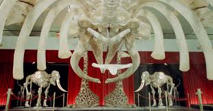 Museums, specialty museums, natural history museums. Naturhistorisches Museum Schweiz Tourismus