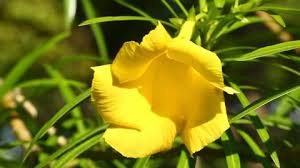 On our list of the best flowering perennials for st. Oenothera Macrocarpa Bigfruit Evening Primrose Stock Footage Video 100 Royalty Free 23688418 Shutterstock