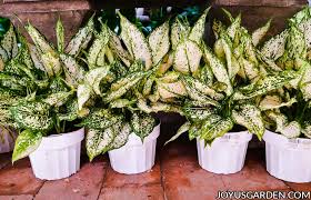 If you water the tropical plant properly and keep it out of direct sunlight, you shouldn't have. Aglaonema Siam Aurora Red Aglaonema Care Joy Us Garden