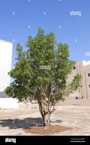 Image result for Conocarpus