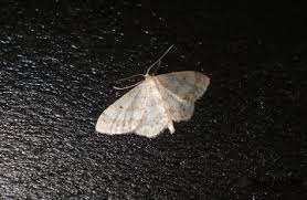 Image result for Idaea biselata