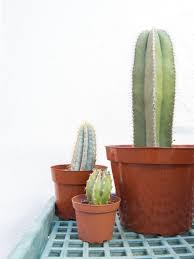 Pin By J Luis Mundo Rosas On Cacti Succulents Cactus Plants Plants Succulents