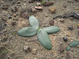 Image result for Brunsvigia