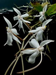 Image result for Aerangis kotschyana