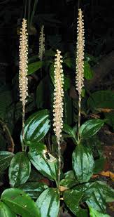 Image result for Hetaeria