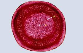 Image result for Halopyrum mucronatum