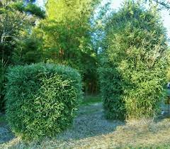 Malay dwarf bamboo needs little care and will reach a mature height of 3 to 4 m despite neglect and poor growing conditions. Variegated Malay Dwarf Bamboo Bamboo Australia Sunshine Coast
