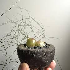 Image result for Schizobasis intricata