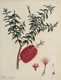 Image result for Melaleuca hypericifolia
