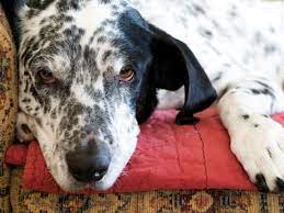 An allergic reaction can cause a dog's eye to inflame or turn red as their immune system tries to fight the symptoms. What To Do When Your Dog S Eyes Are Red Petmd
