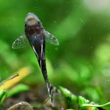 Image result for Pachycarpus lineolatus