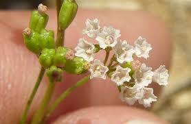 Image result for Boerhavia