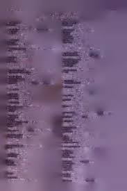 Image result for Rhynchosia baumii