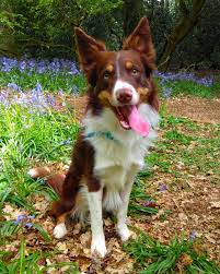 Check spelling or type a new query. Red And White Tri Border Collie White Border Collie Brown Border Collie Red Border Collie