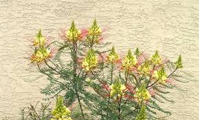 Image result for Caesalpinia cassioides