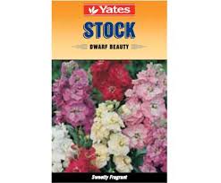 Yates Stock Flower Seeds Everlasting Flowers Flowers