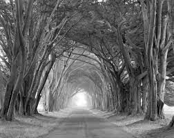 Maybe you would like to learn more about one of these? Arched Trees By William Lemke Black White Photograph Artful Home