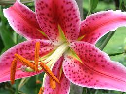 Check spelling or type a new query. Lilium Stargazer Wikipedia
