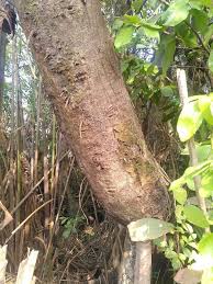 Image result for Ficus trichopoda