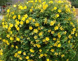 It lights up the garden in late winter and early spring. Hypericum Hidcote Grows On You Yellow Flowering Shrub Shrubs Plants