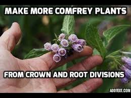 Tuesday, 1st june 2021, 11:09 am. Propagating Russian Comfrey Bocking 14 By Root And Diivision Youtube