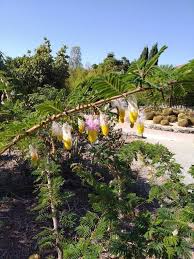 Image result for Dichrostachys