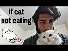 Why not eating occurs in cats. My Cat Is Not Eating Anything Persian Cat Symptoms And Precautions In Hindi And Urdu Youtube