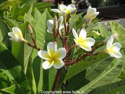Frangipani Tree Temple Tree Plumeria Flowering Trees Frangipani Plumeria Flowering Trees