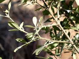 Image result for Schrebera