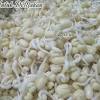 Cuci kacang hijau sampai bersih (kalau tidak bersih, toge yang dihasilkan agak kecoklatan). 1