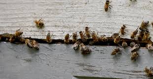 Got Bees It Could Be A Siding Problem