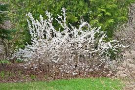 Pin On Plants For Spring