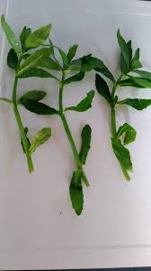 Image result for Tephrosia tanganicensis