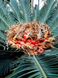 Image result for Platycoryne affinis