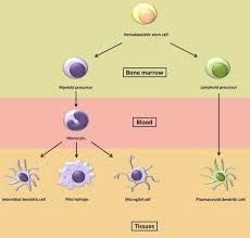 monocyte macrophage lineage all cells from the monocyte