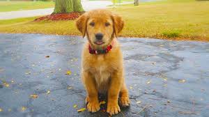 I Got A Puppy The 10 Week Old Golden Retriever Youtube