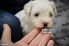 131 Puppy Biting Hand Stock Photos, High-Res Pictures, and Images